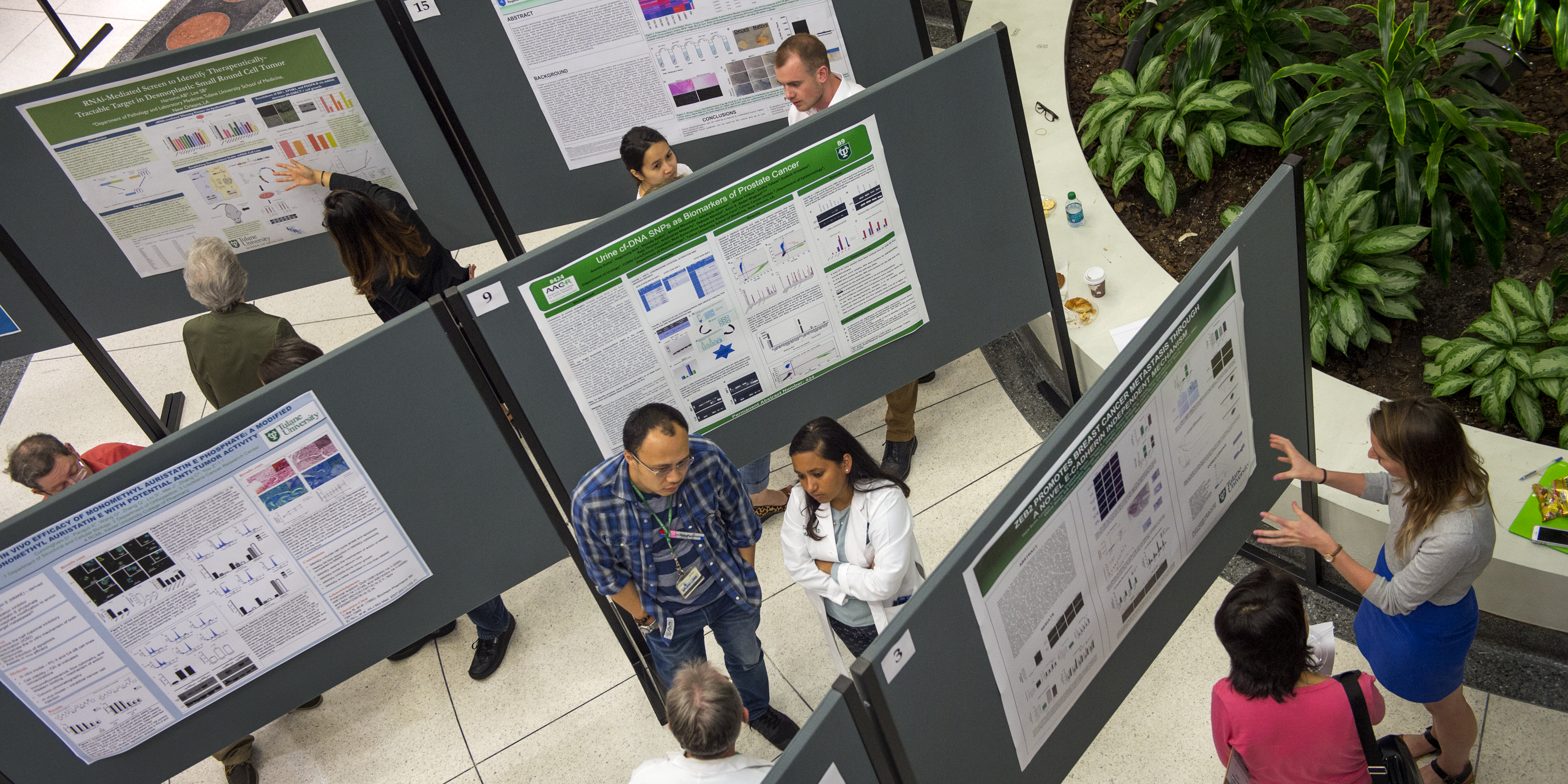 Photo from above looking down on a room with an indoor atrium on the right and three rows of stand-up boards for pinned up research posters and people standing in the rows looking at and discussing the research posters.