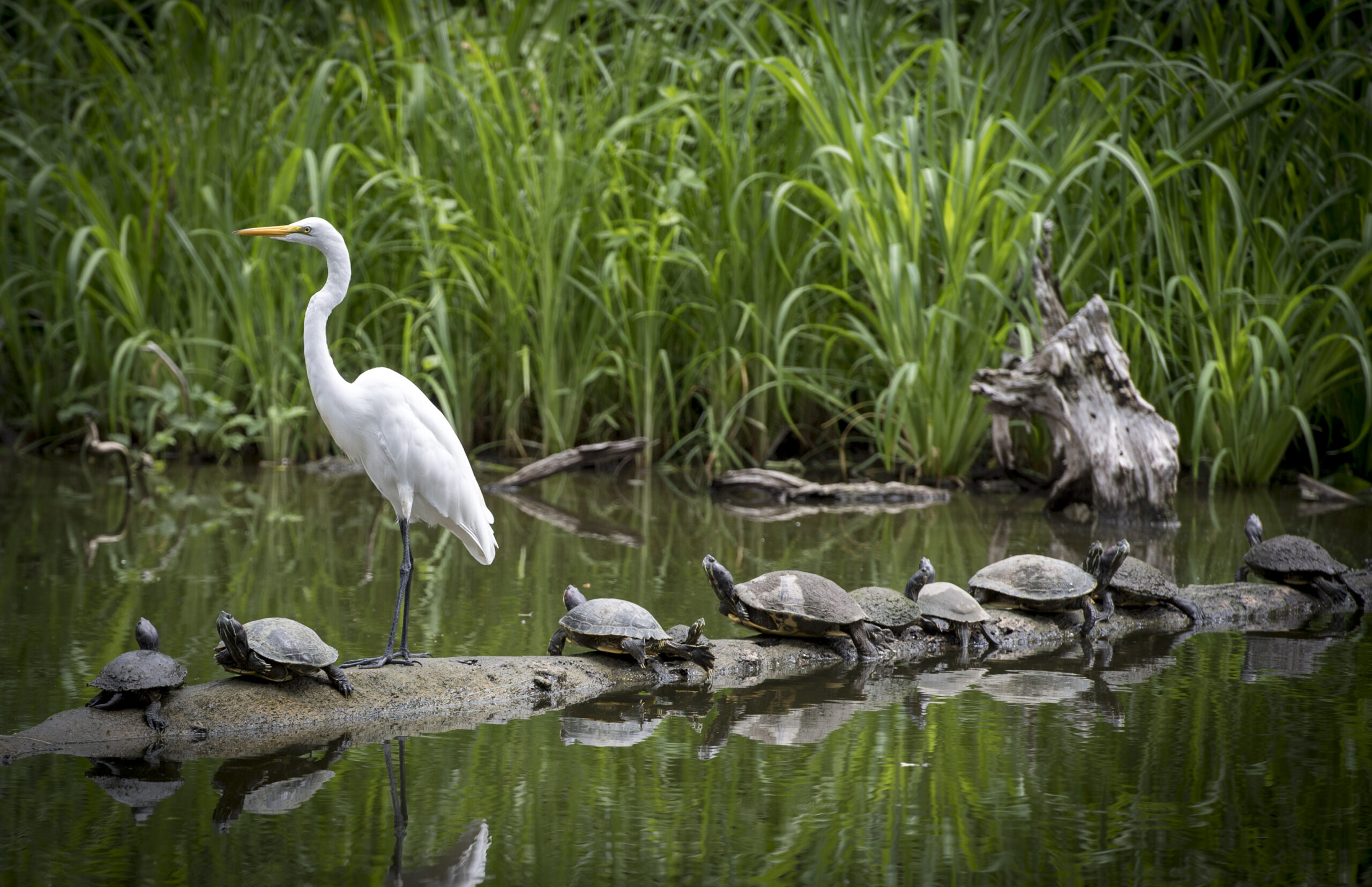 close-up photo of a crane standing on a log with several turtles on it in a pond, marsh area.